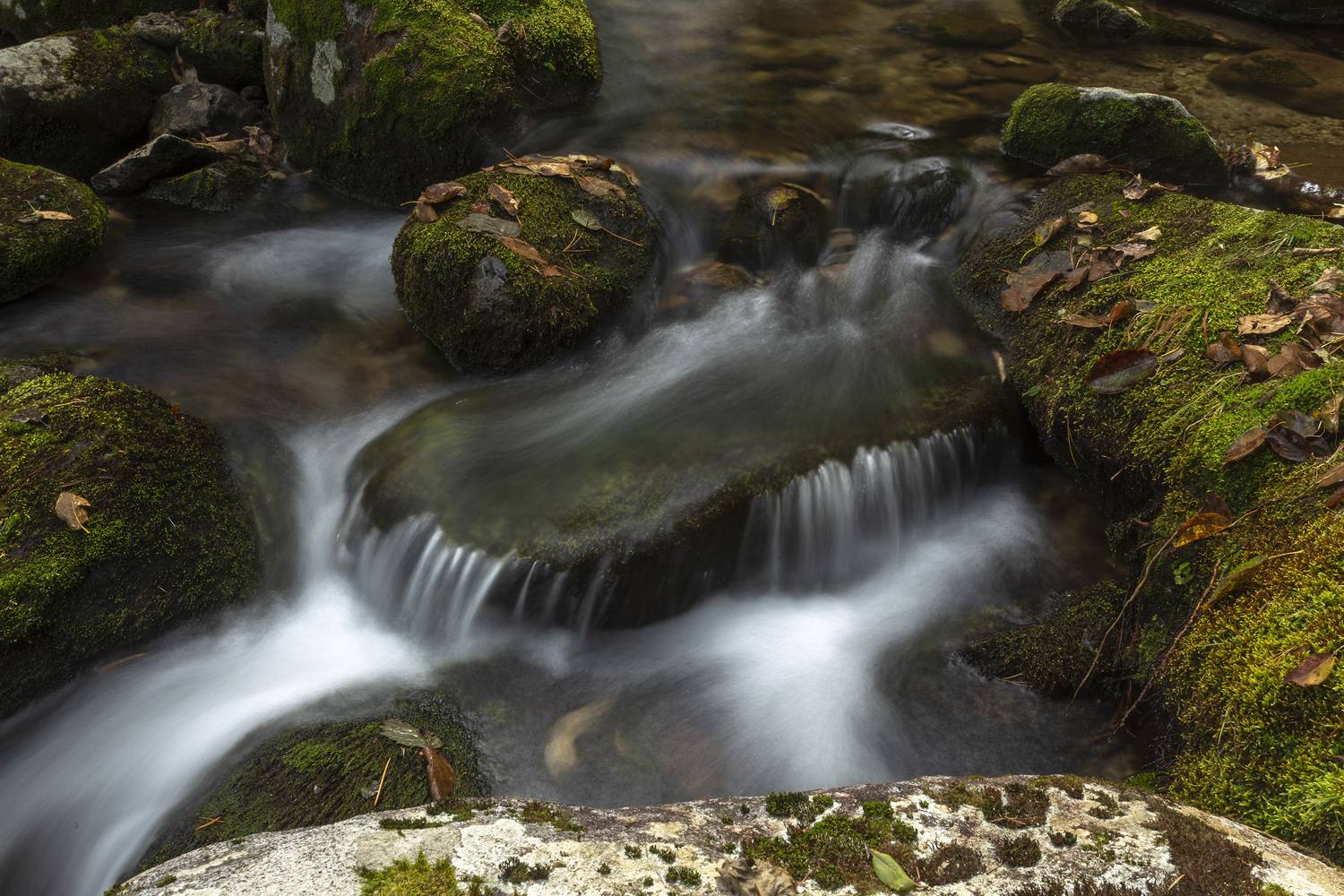 Ручей, мох, вода, ALEKSANDR KUZNETSOV