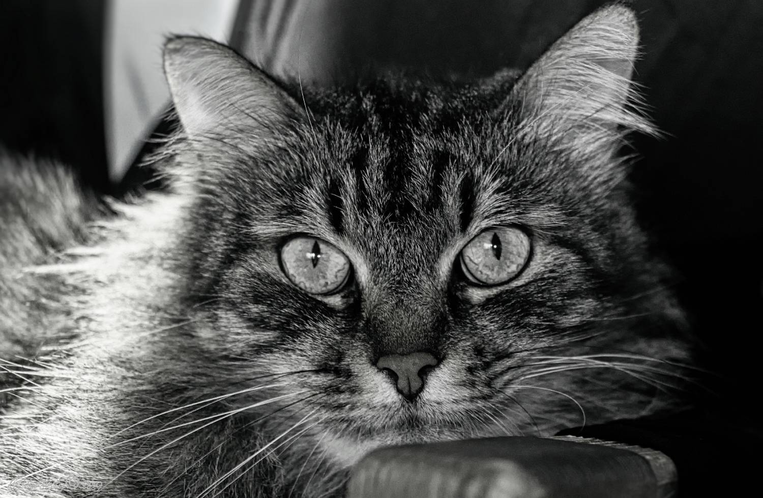 , Орлов Олег