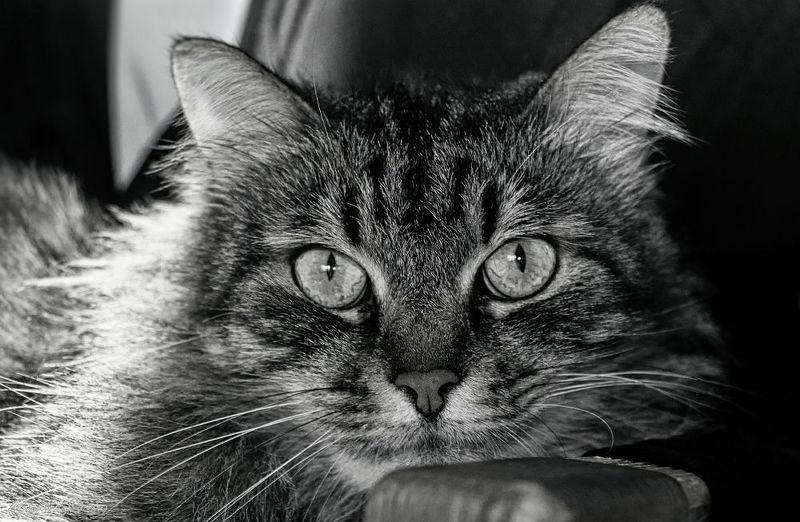 *** фото превью