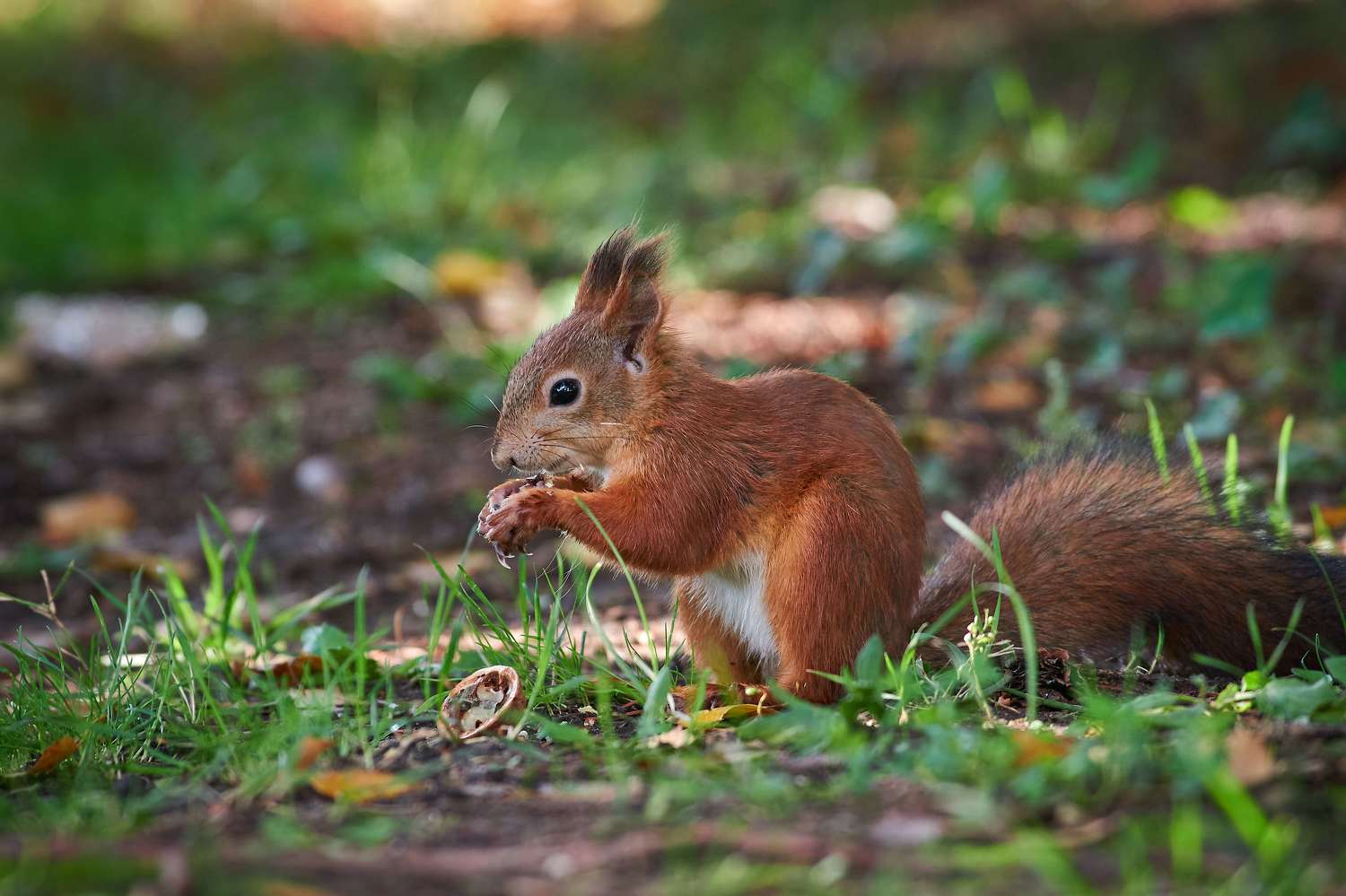 Sciurus vulgaris, volgograd, russia, wildlife, squirrel, белка, , Сторчилов Павел
