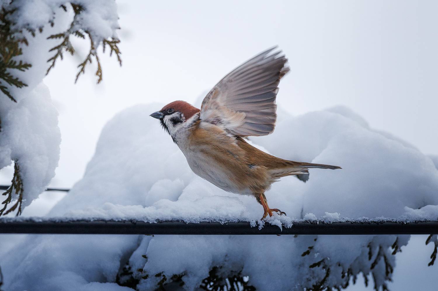 , Загруев Михаил