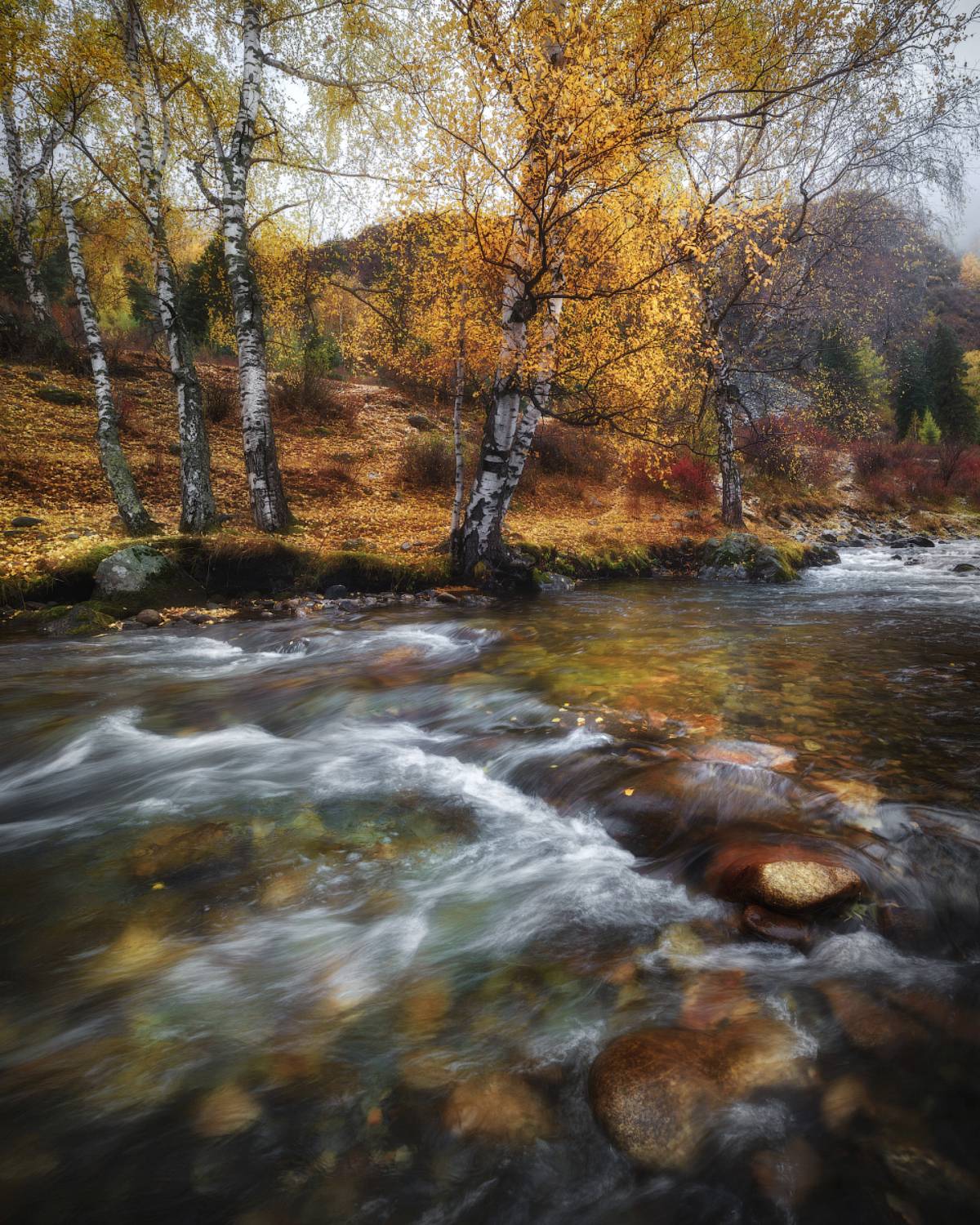 алтай, горный алтай, пейзажи алтая, онгудайский район, ильгумень, горная река, золотая осень, горы, осенний алтай, золотые березы, березы, Рубан Алена