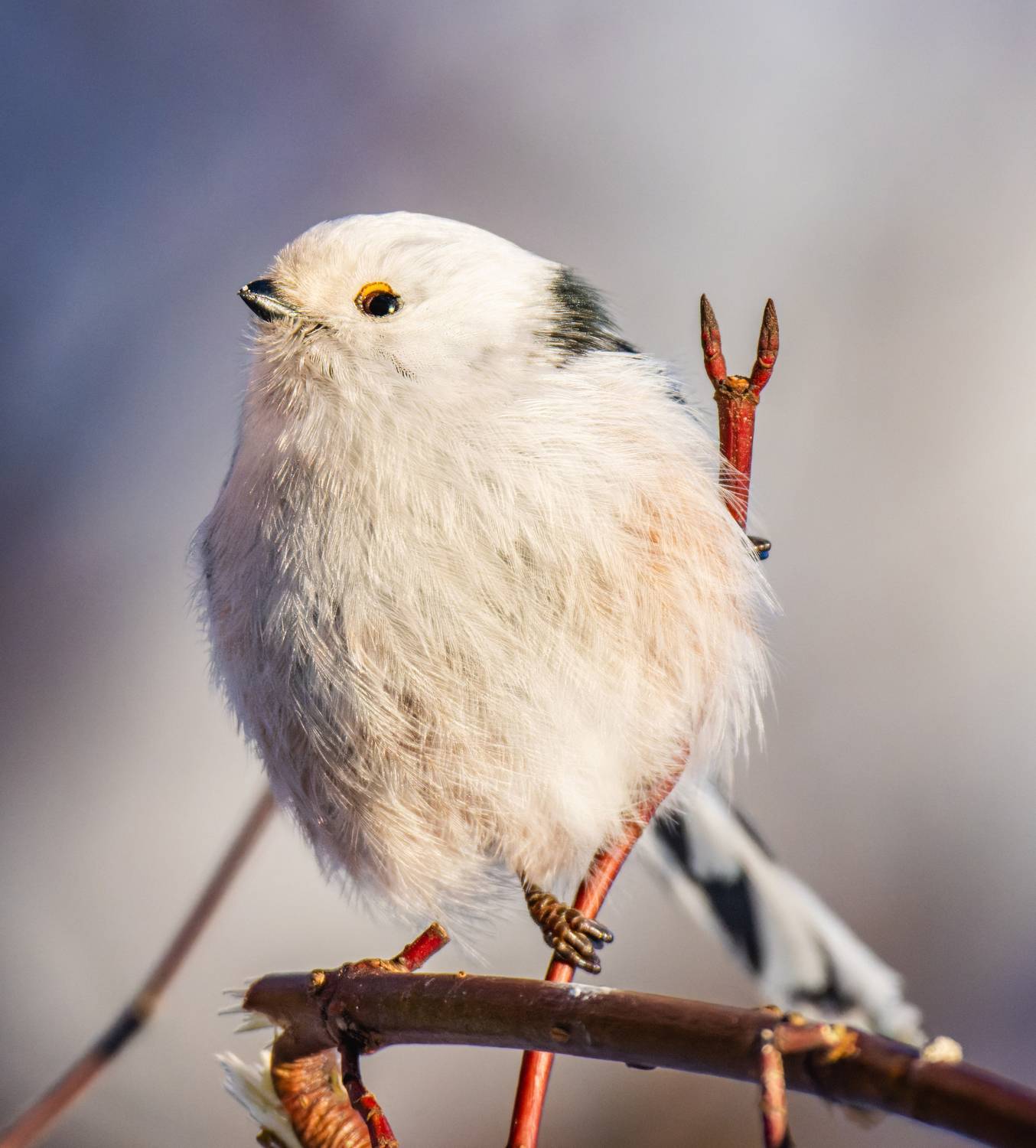 , Дэм Константин