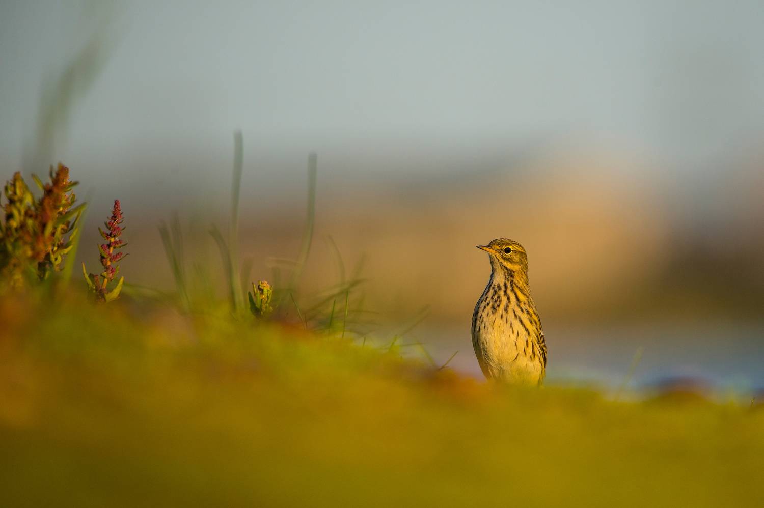 Anthus pratensis, meadow pipit, bird, animals, birds, PIOTR CZARNIECKI