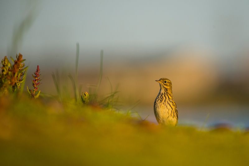 Anthus pratensis, meadow pipit, bird, animals, birds Anthus pratensis фото превью