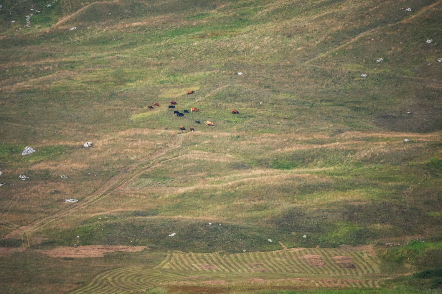 пейзаж, природа, коровы, выпас, кавказ, горы, mountains, nature, landscape, cow, grazing, Дудников Александр