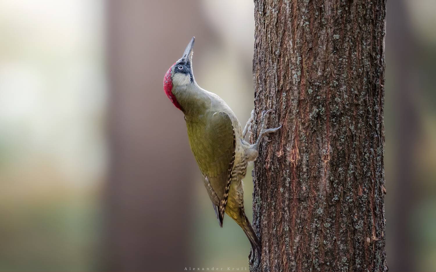 дятел, зеленый дятел, picus viridis, Круль Александр