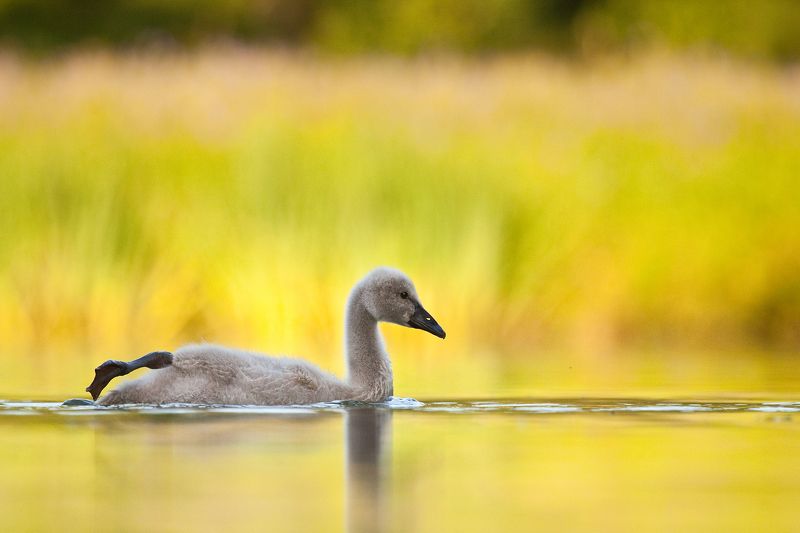 Black swan baby фото превью