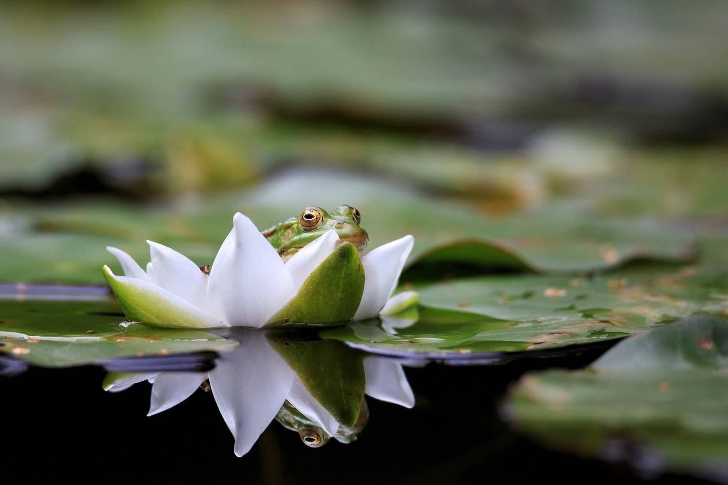 , Проценко Татьяна