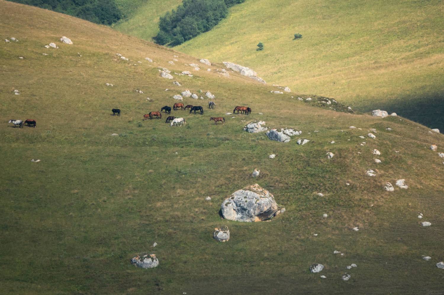 пейзаж, природа, лошади, выпас, кавказ, горы, mountains, nature, landscape, horse, grazing, caucasus, Дудников Александр