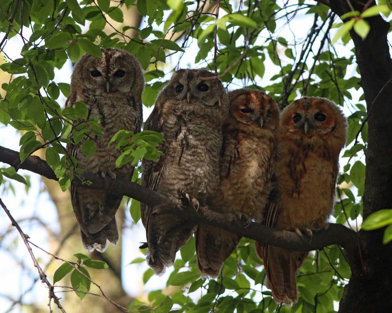 серая неясыть, неясыть, сова, совёнок, совята, strix aluco, tawny owl, owl, парк имени макса ашманна Семейство лесных привидений фото превью