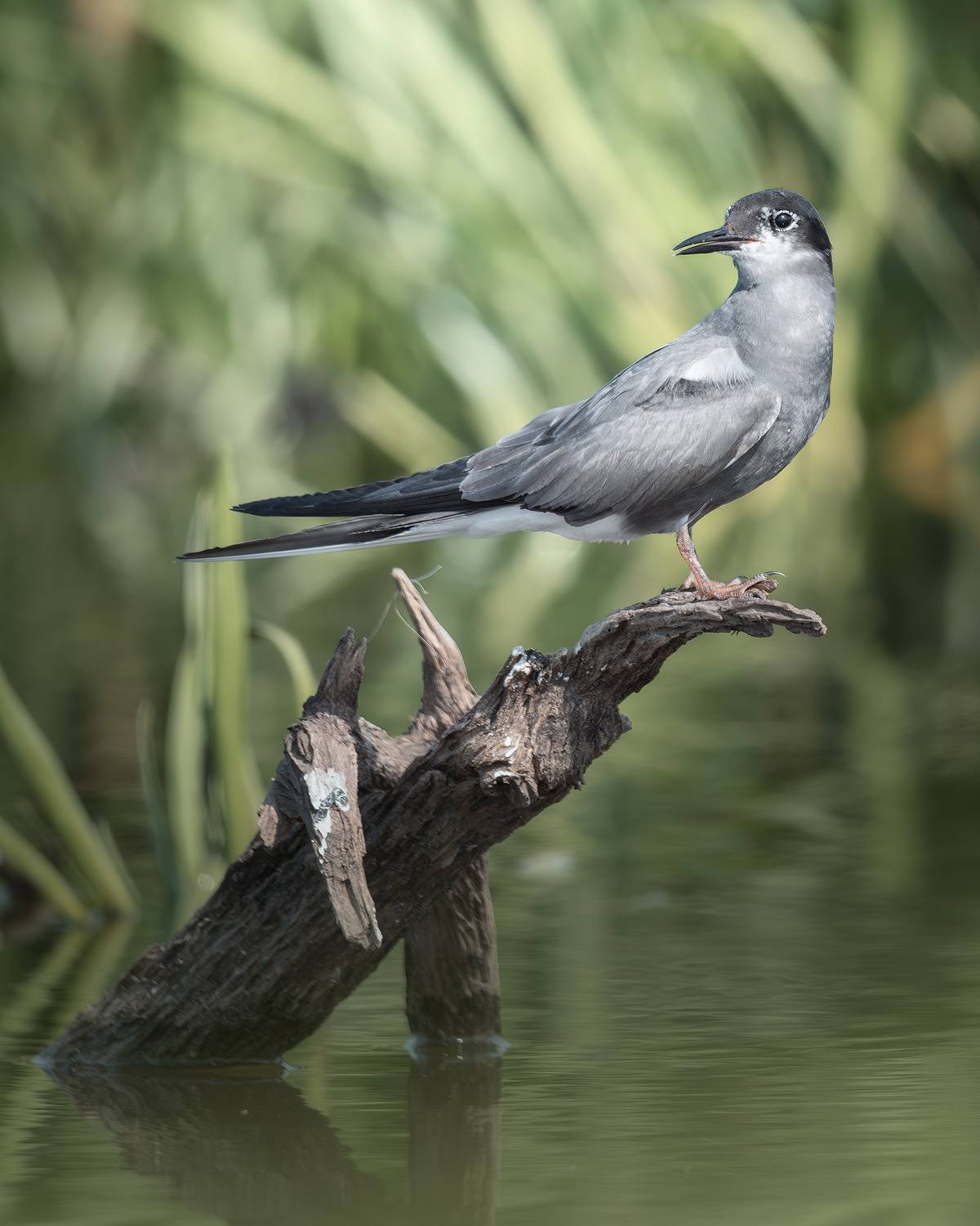 , Поляков Михаил