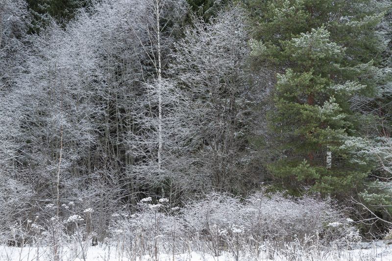 Серебряный иней фото превью