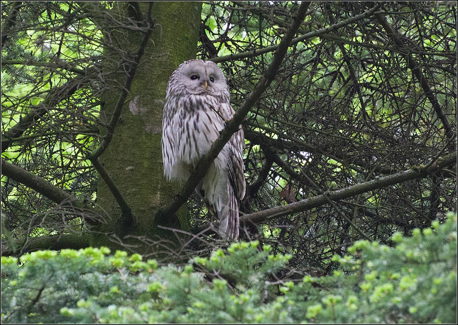 москва, парк, птица, АНАТОЛИЙ ДОВЫДЕНКО
