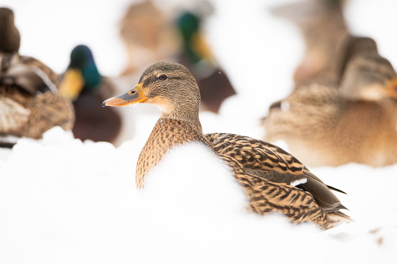 , Чудинин Дмитрий