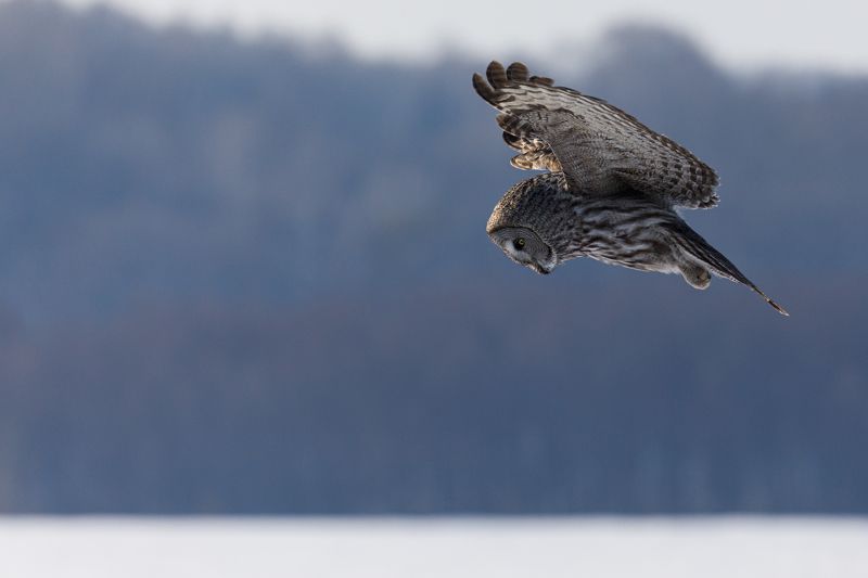 Бородатая неясыть на охоте фото превью