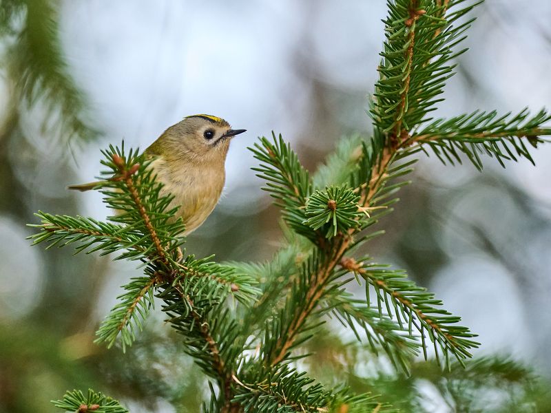 птицы, королёк, желтоголовый королёк Северный колибри. фото превью