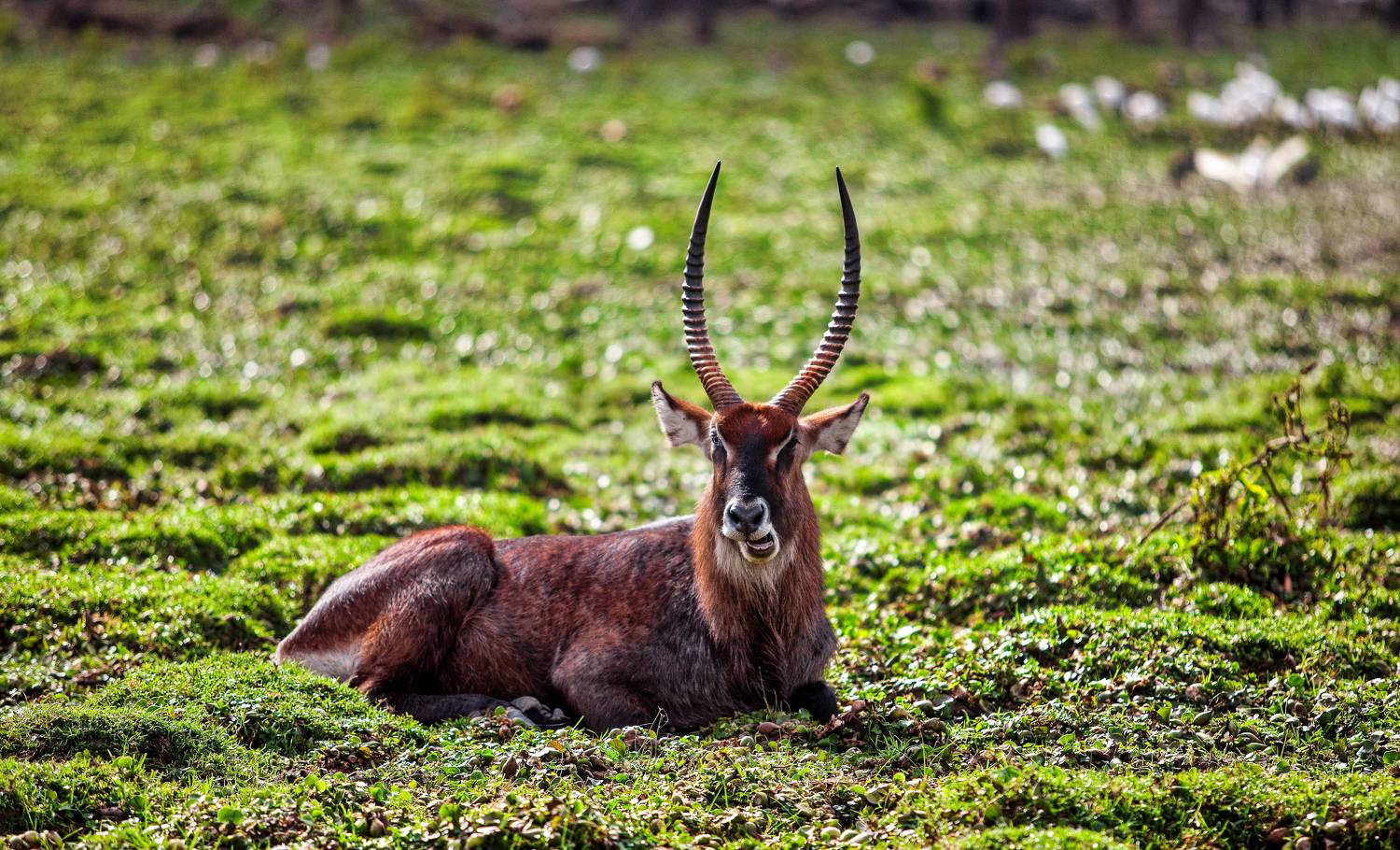 Кения, Lilia Tkachenko