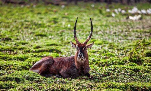 Kobus ellipsiprymnus