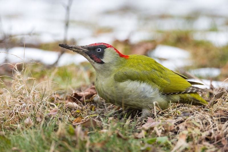Зеленый дятел фото превью