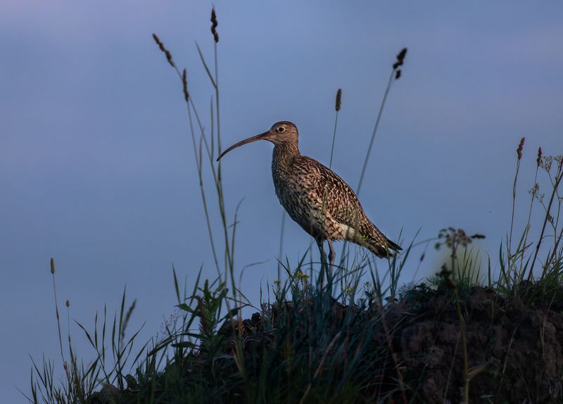 птица, кроншнеп Рассветный ждун фото превью