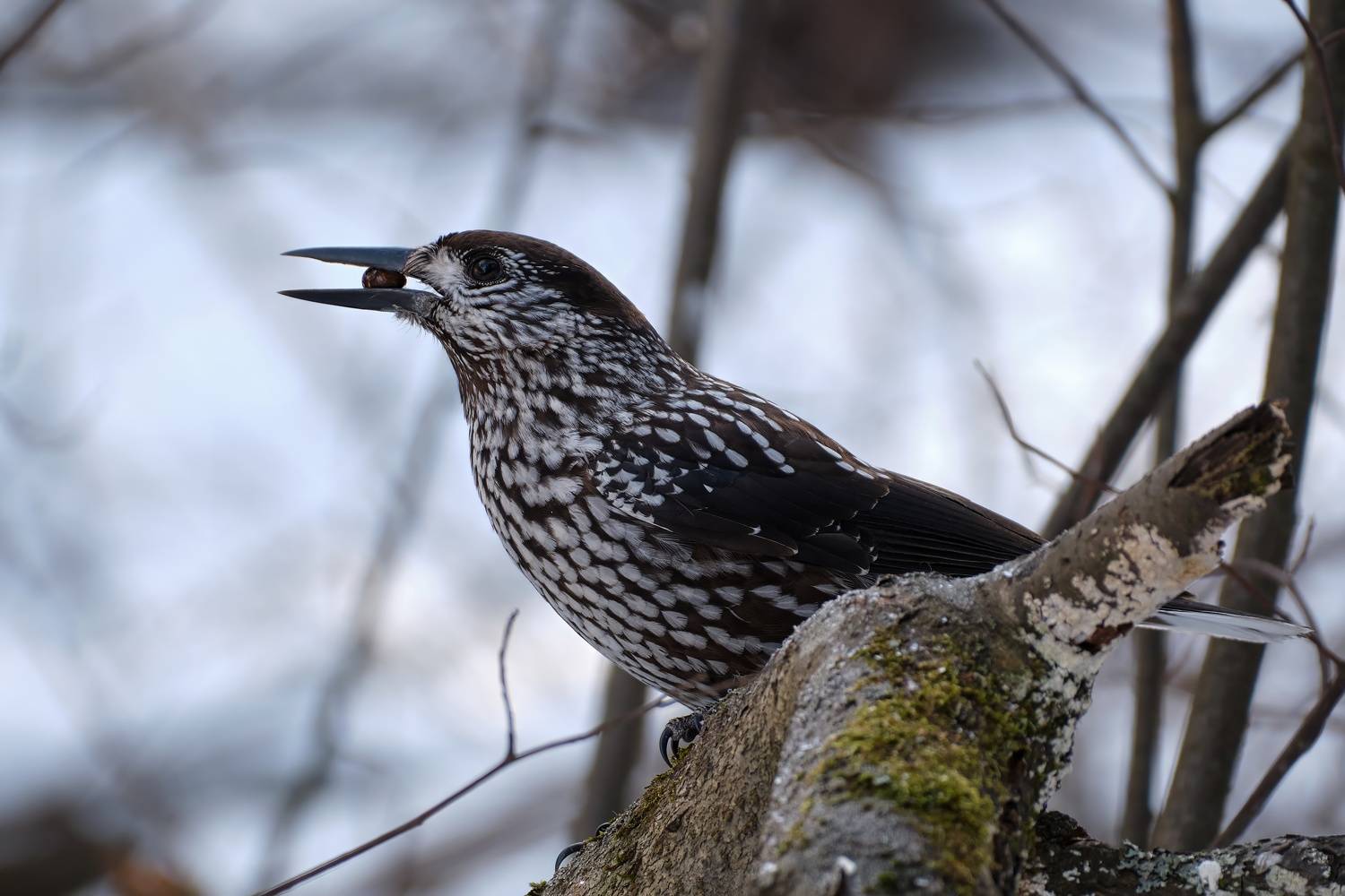 красноярские столбы, кедровка, Багурский Алексей