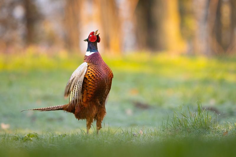 Pheasant фото превью
