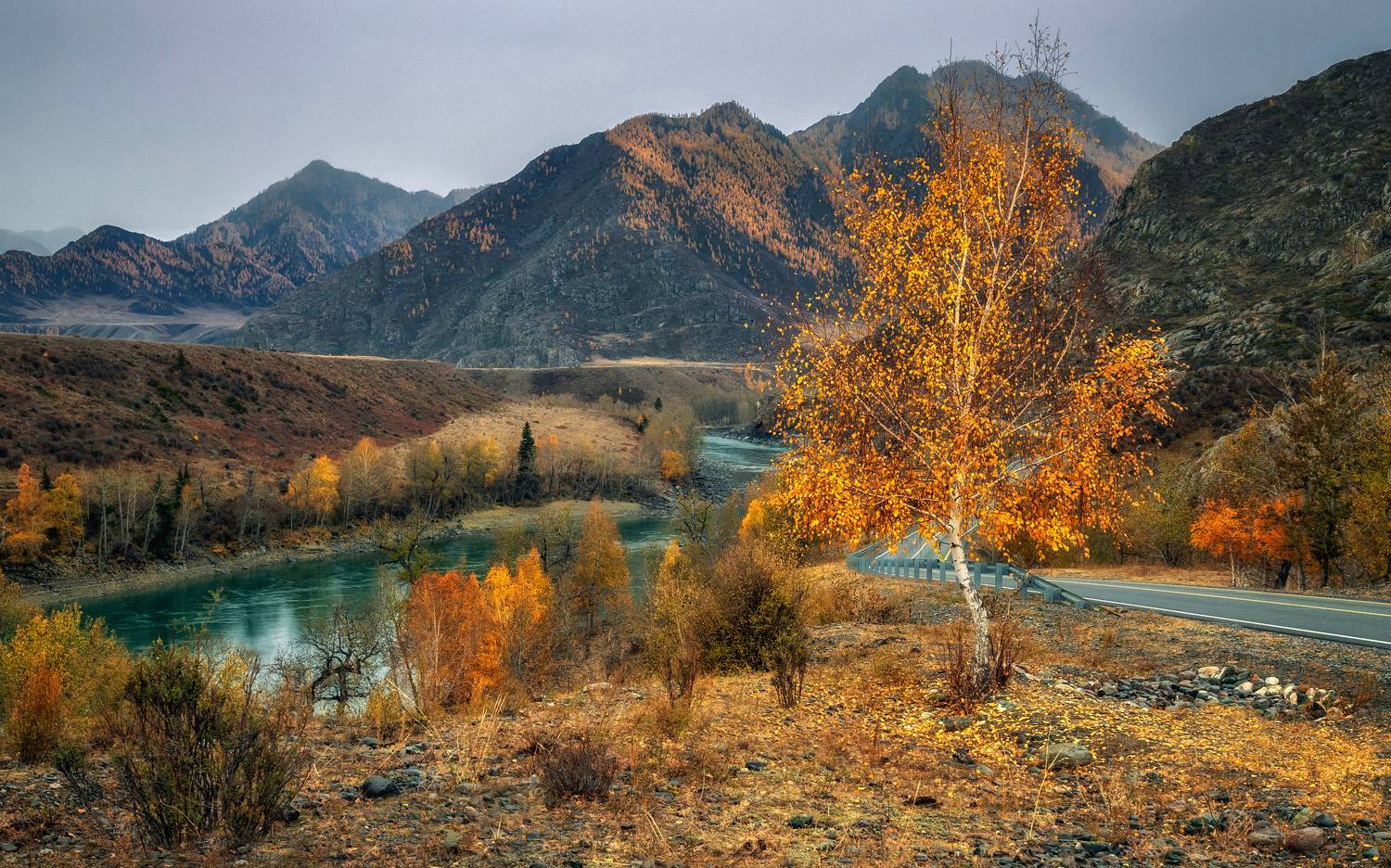горный алтай,октябрь,утро,чуйский тракт,катунь,осенняя берёзка, Lora Pavlova