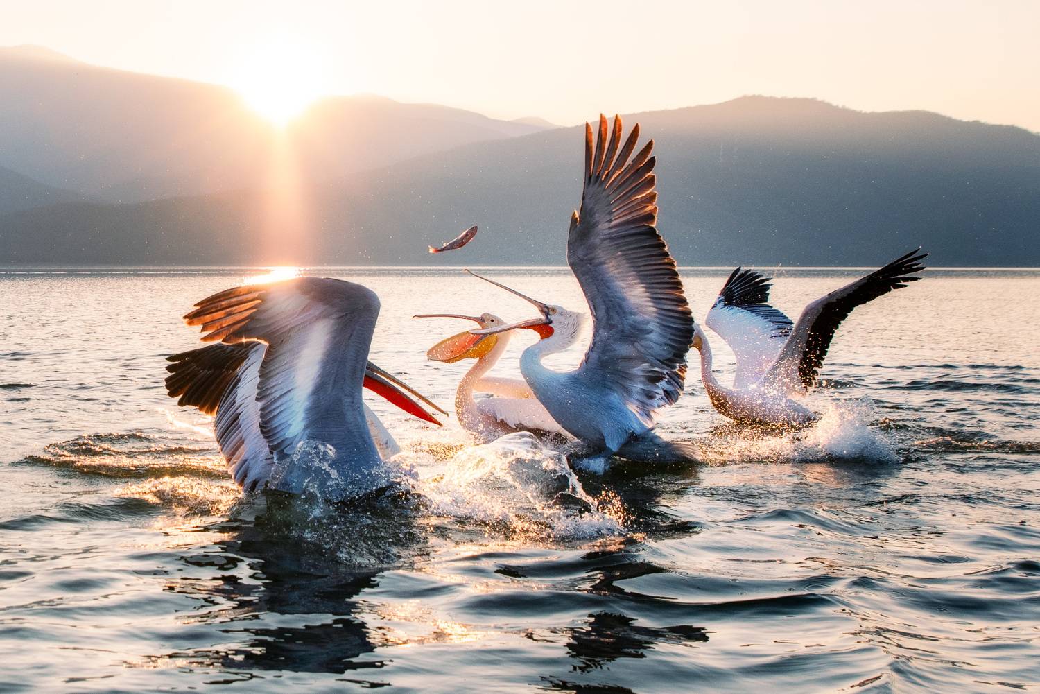 , Nikos(Nougzari) Leonov