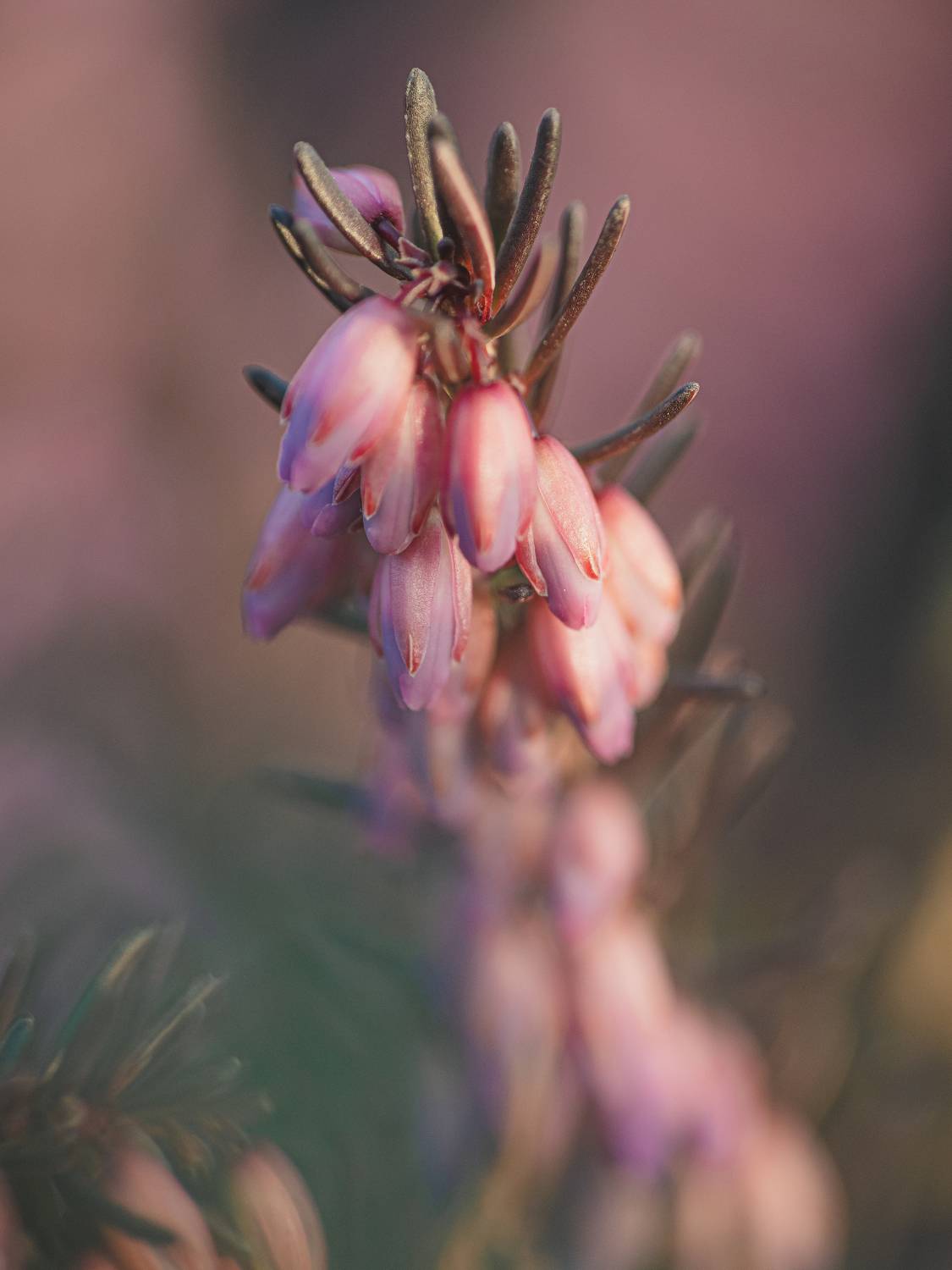 макро, вереск, розовый, macro, pink, Протченко Ирина