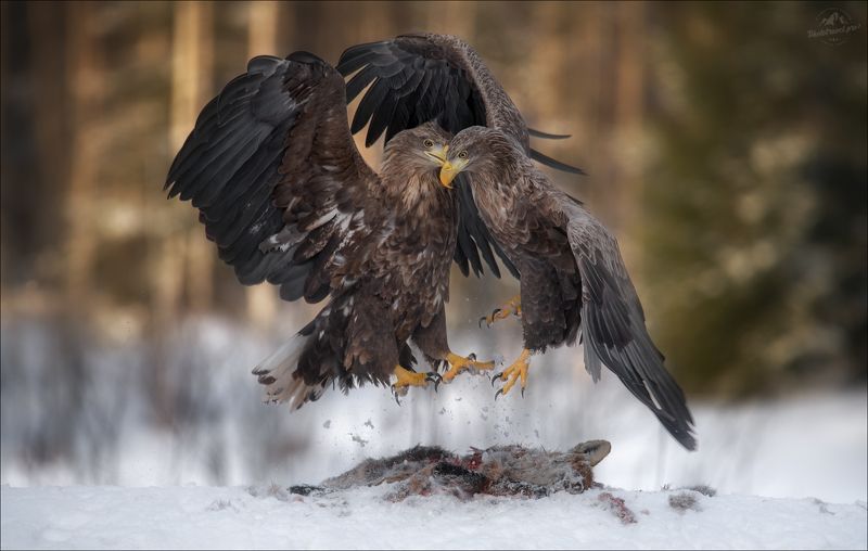 красный бор, фототур в красный бор, беларусь, орлан-белохвост, орлан, сероватень, haliaeetus albicilla, белохвостый орлан, white-tailed eagle, фотоохота Танцы на костях .. фото превью
