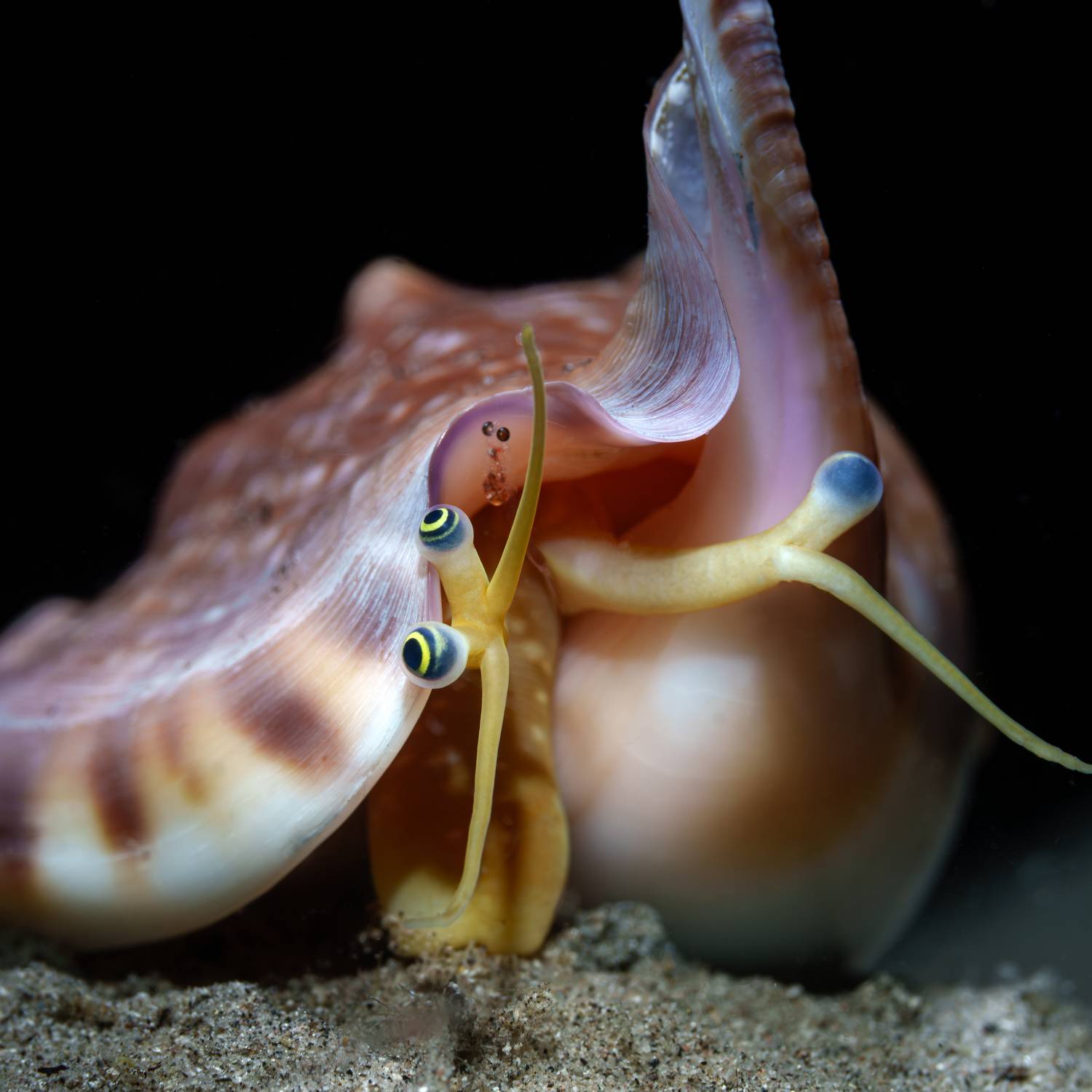 , Савин Андрей