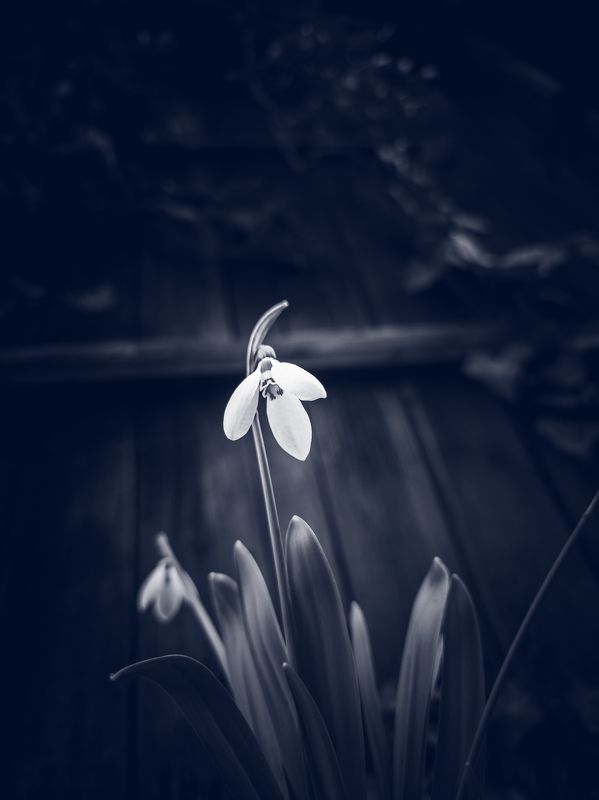 Spring time фото превью