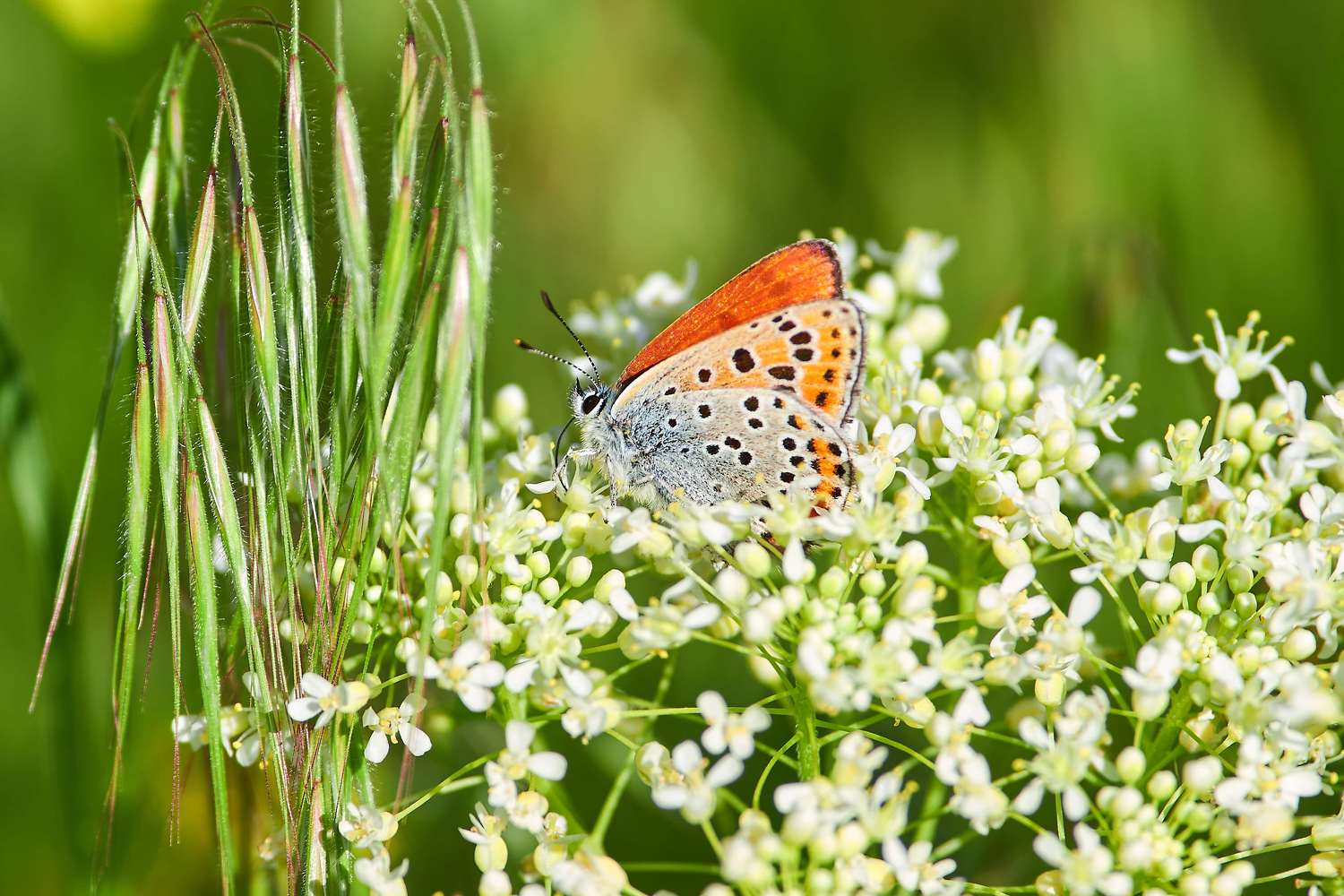 macro, macro photo, russia, wildlife, butterfly, Lycaena thersamon, , Сторчилов Павел