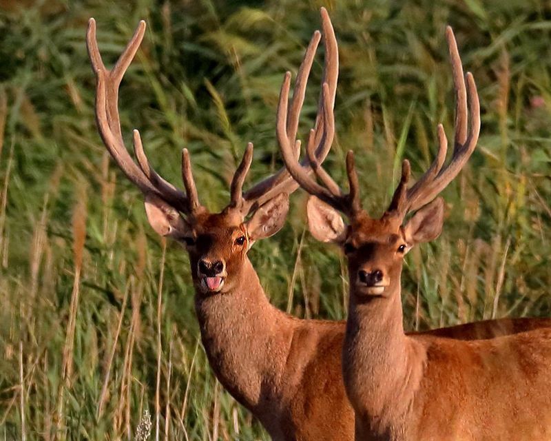 Озорник фото превью