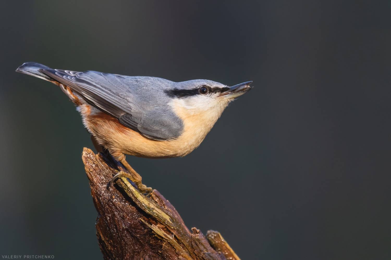 поползень, птицы, природа, nuthatch, birds, nature, Валерий Притченко