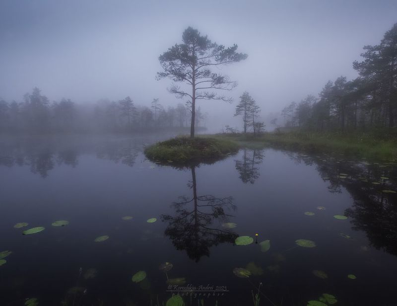... деревья на болоте ... фото превью