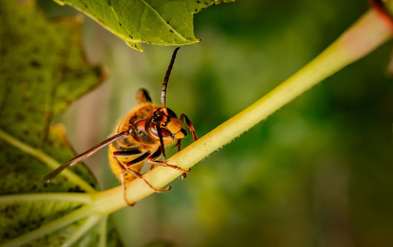 макро К вершине фото превью