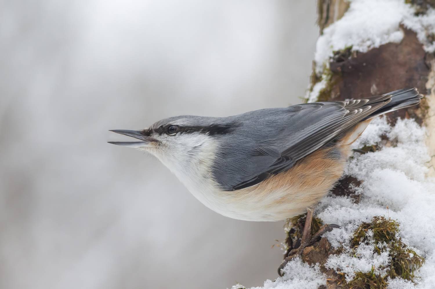 птицы, Денис Пронин