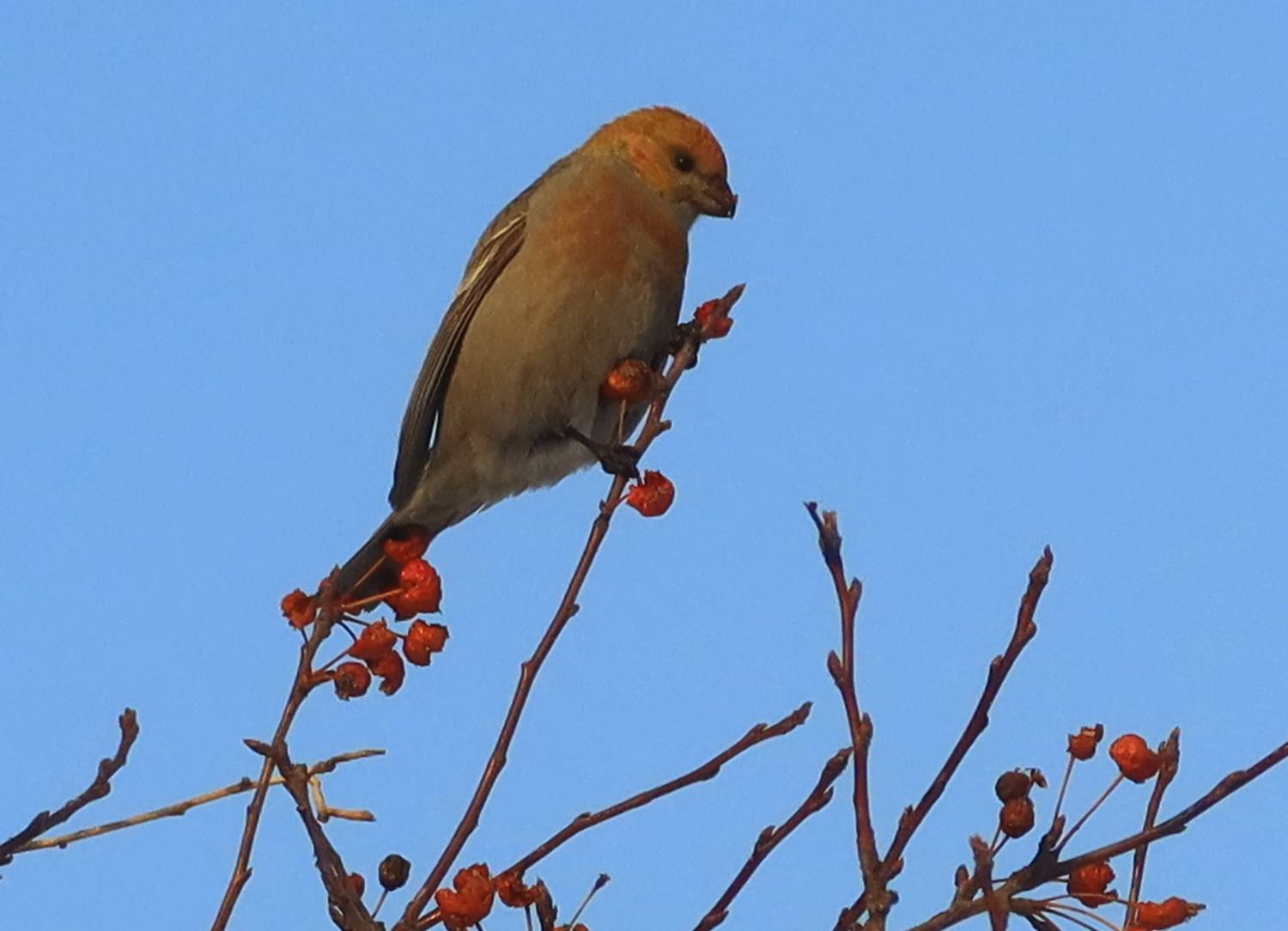 птицы,пернатые, Козлова Галина
