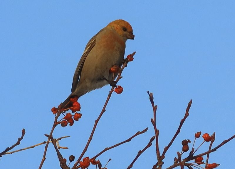 Незнакомая птичка фото превью