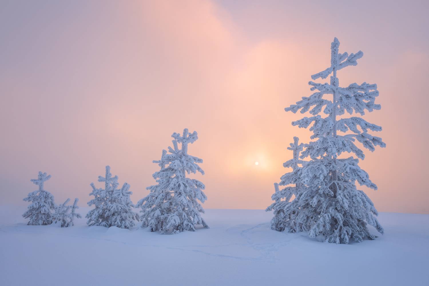 , Максим Евдокимов