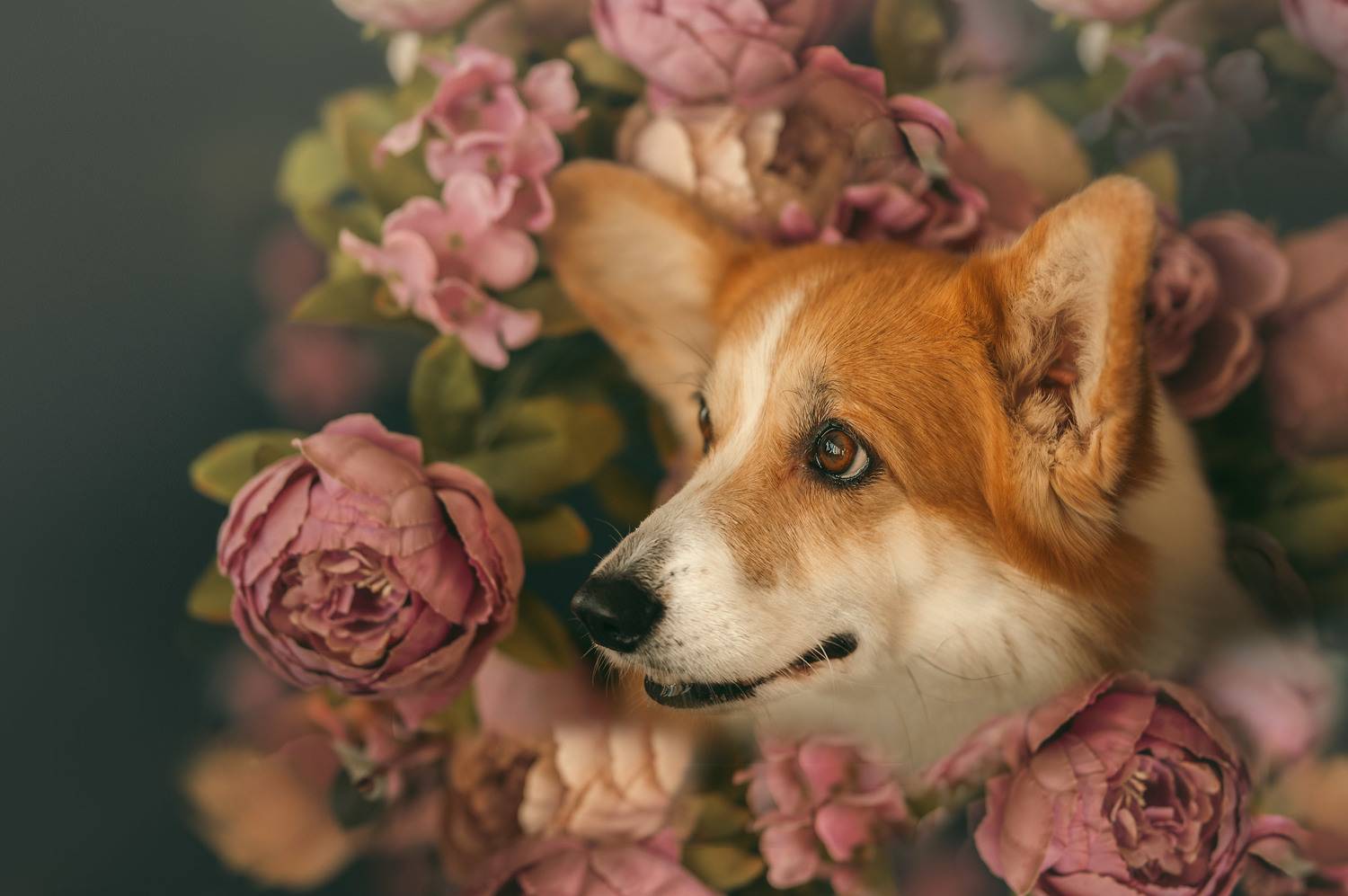 , Мороз Ирина