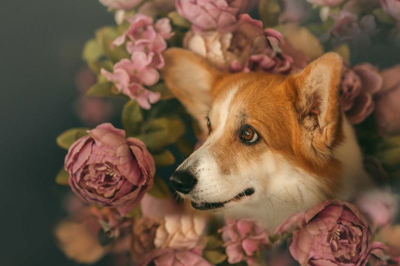 Зовём весну! фото превью