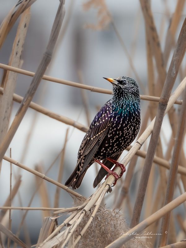 Скворцы прилетели фото превью