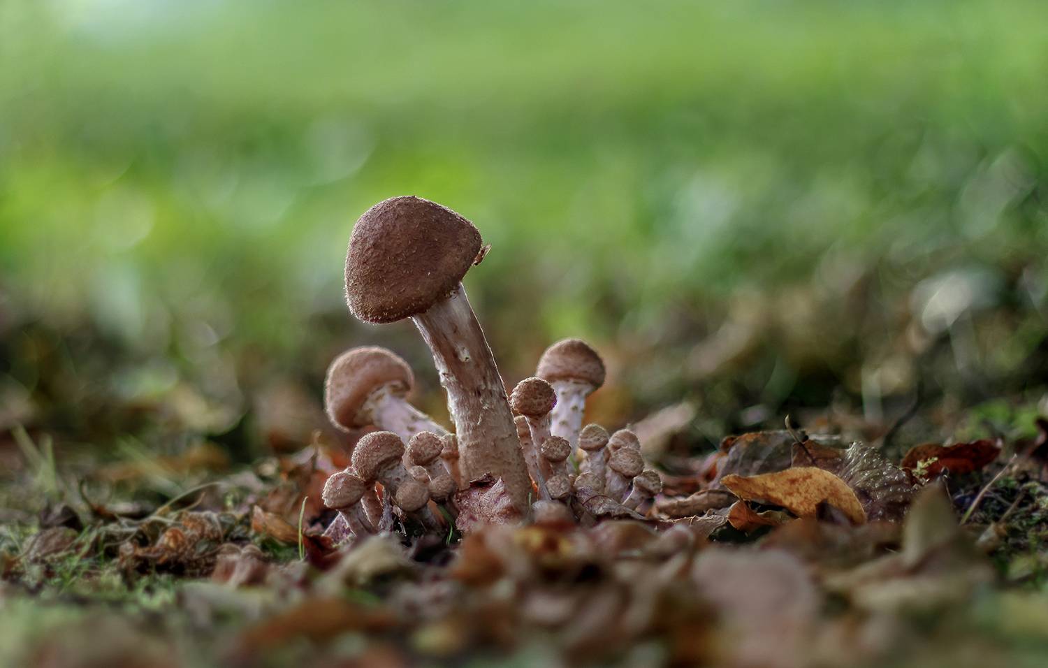 опята, грибы, Ершова Юлия