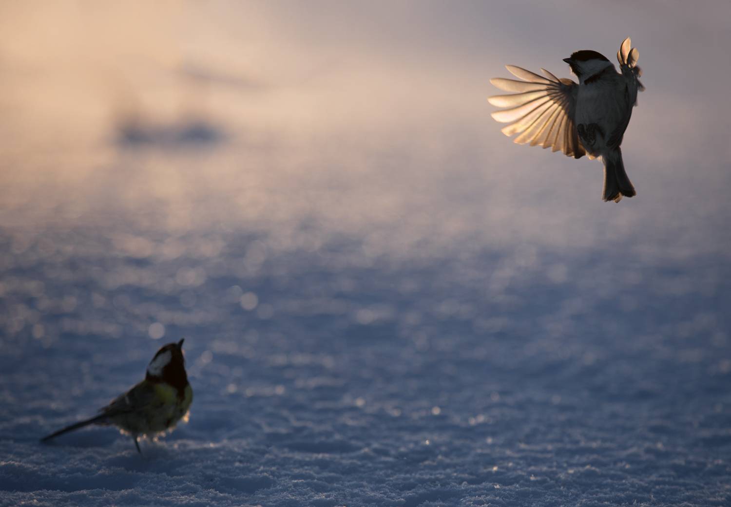 лес, свет, вечер, природа, синица, птицы, Баранов Олег