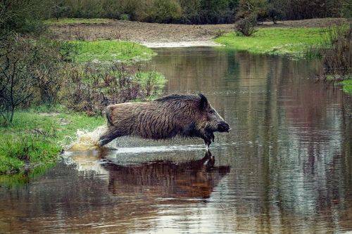 Wild Boar