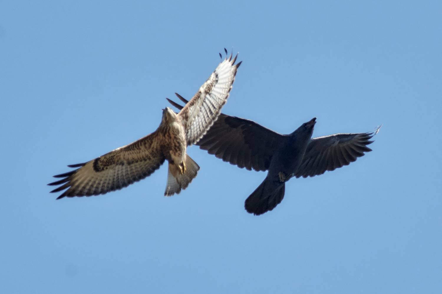 птицы, ворон, обыкновенный канюк, Сергей Неклюдов
