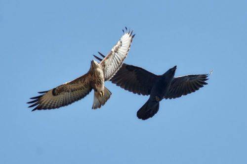 Пилотажная группа Инь и Ян.